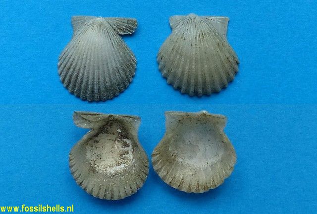 Argopecten levicostatus