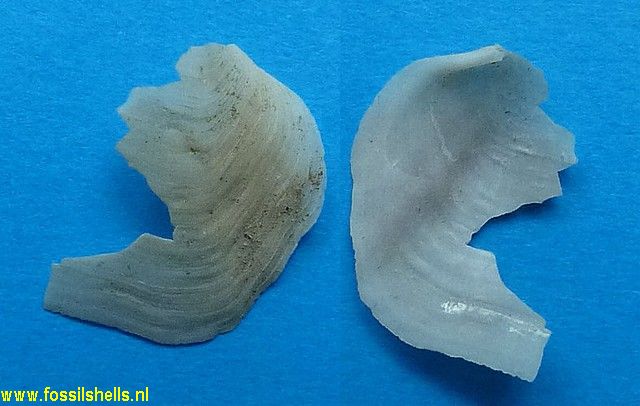 Cyathodonta gatunensis