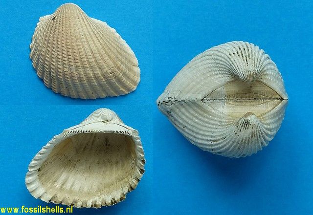 Anadara eumeces