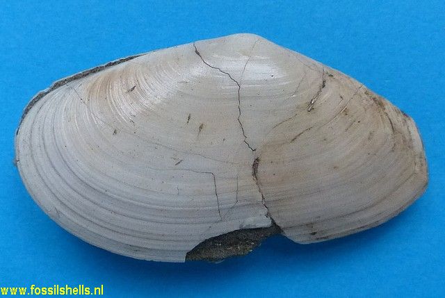 Macoma gatunensis