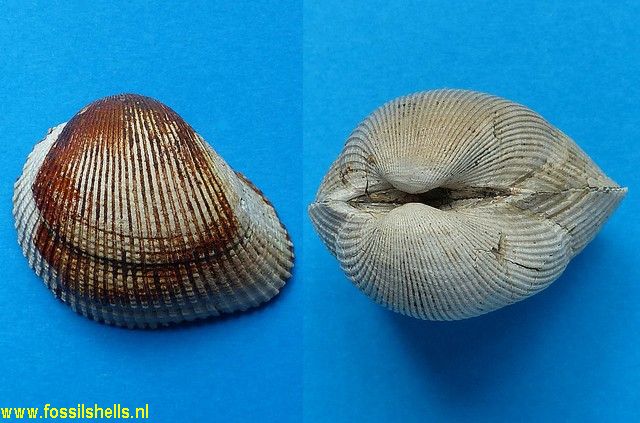 Anadara fissicosta
