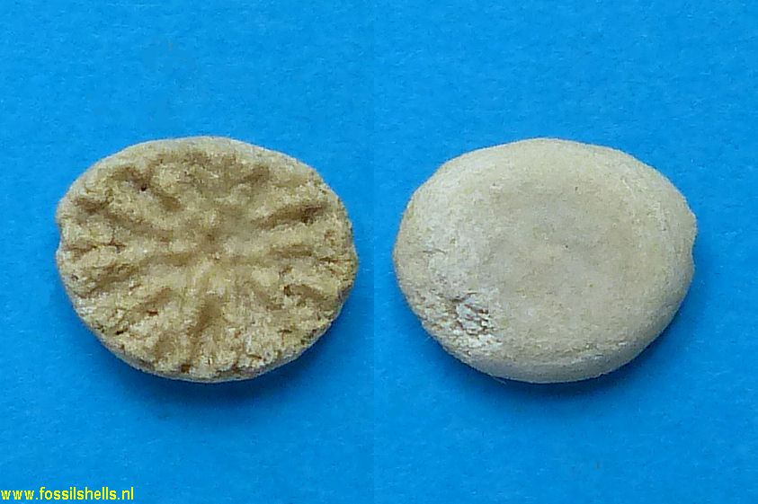 Unidentified Cnidaria