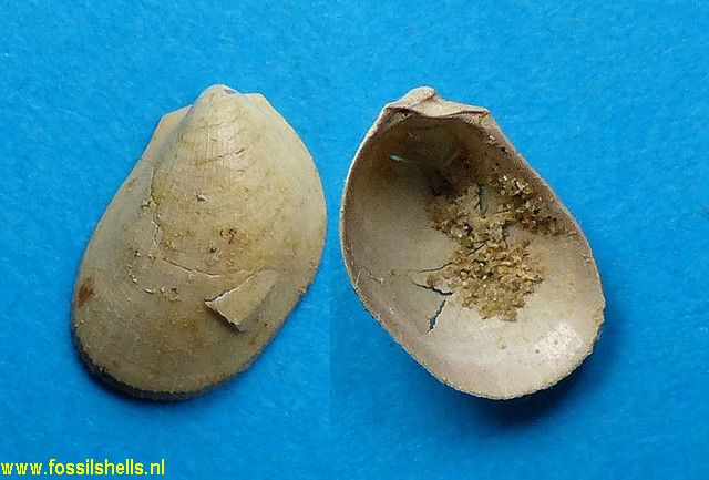 Limatula morlieri