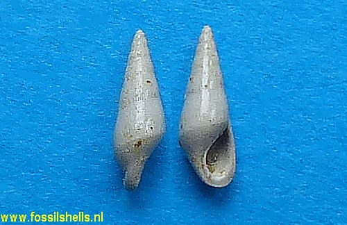 Cossmannia decipiens 