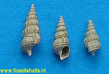 Hemicerithium intermissum
