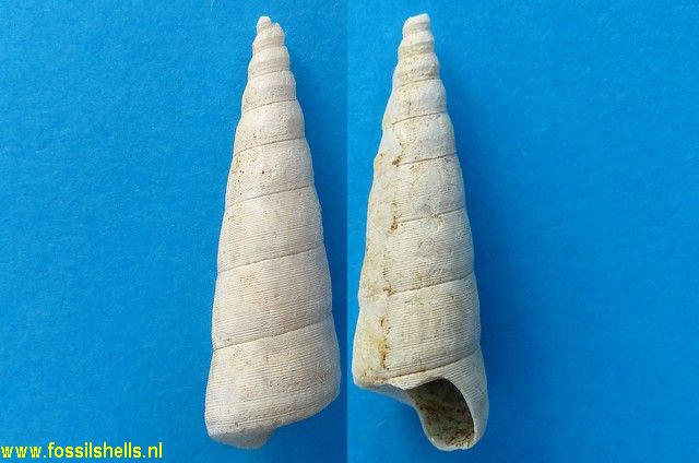 Turritella vermicularis sulcomarginalis