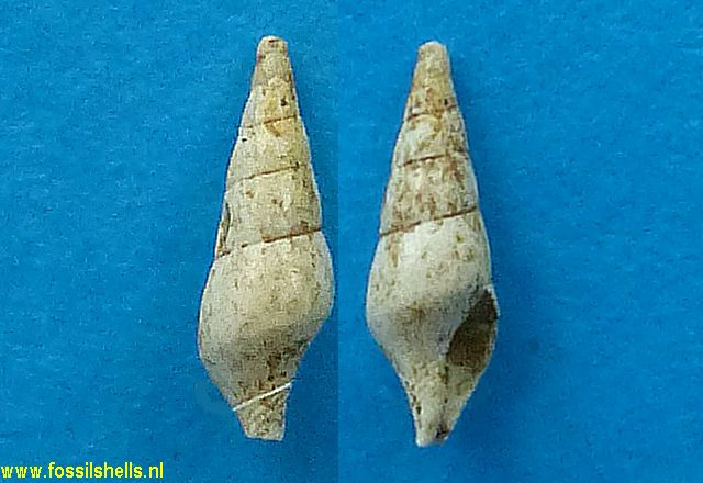 Columbella petersi