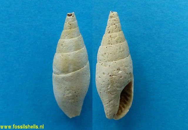 Columbella fallax miopedemontana