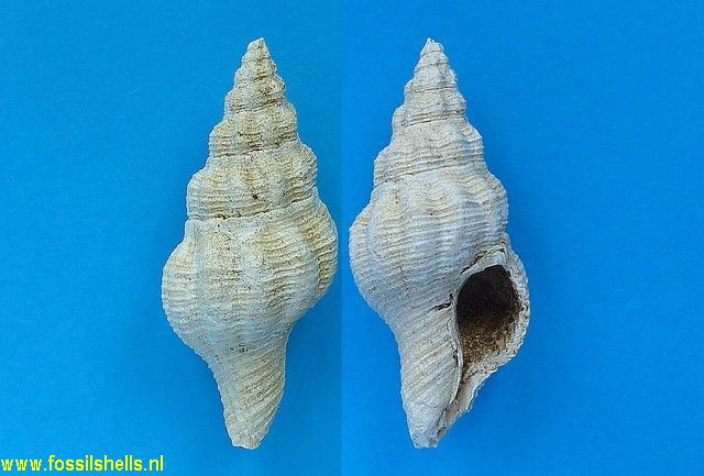 Fusinus valenciennesi