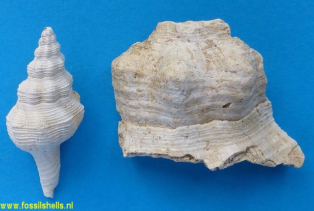 Fasciolaria tarbelliana