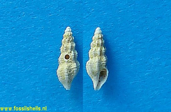 Fusinus schwartzi