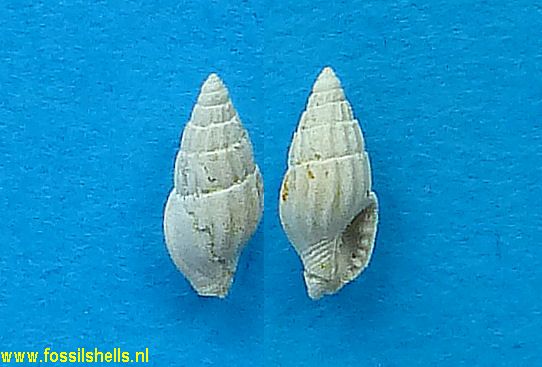 Columbella terebralis
