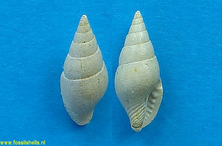 Columbella bittneri