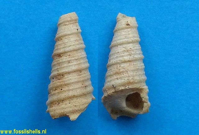 Turritella vermicularis