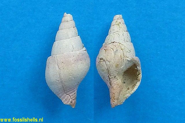 Columbella helvetica