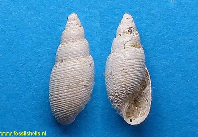 Acteon gmelini