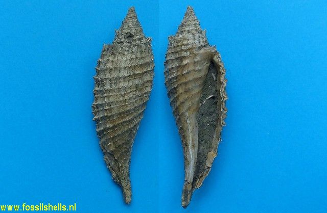 Longiconcha species