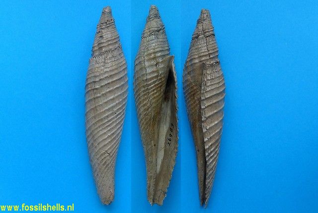 Longiconcha tennesseensis