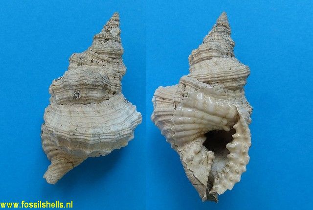 Distorsio simillimus