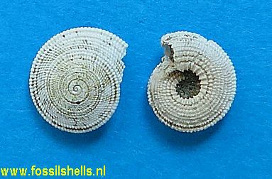 Architectonica species