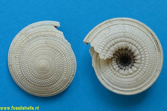 Architectonica quadriserata