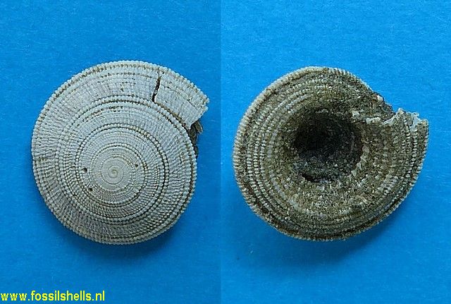 Architectonica euprepes