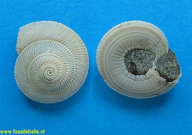Architectonica stonemanae