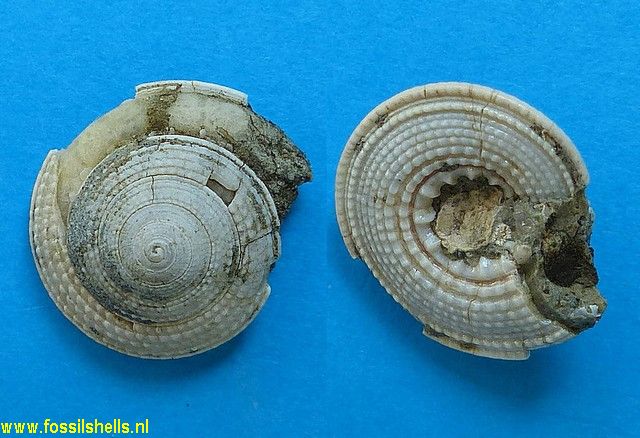 Architectonica granulatum