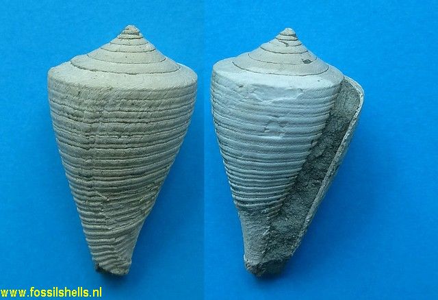 Conus symmetricus