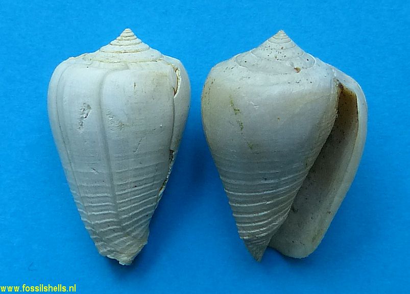 Conus cercadensis