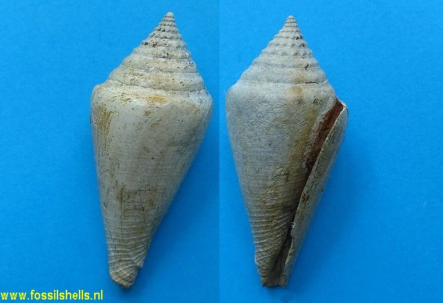 Conus consobrinus