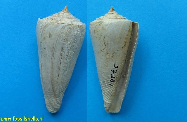 Conus furvoides