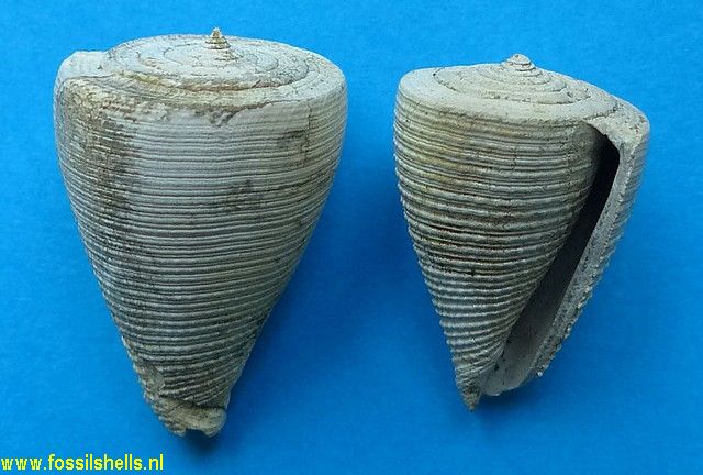 Conus symmetricus domingensis