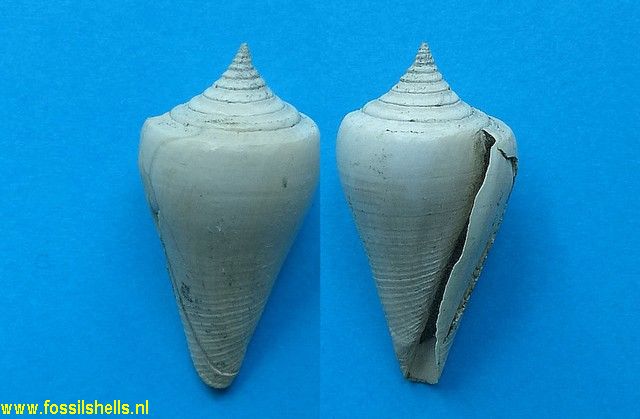 Conus catenatus ?