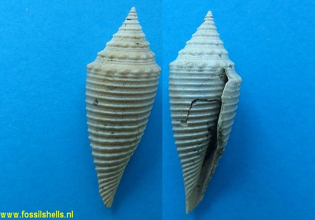Conus stibarus