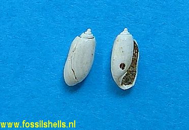 Acteocina canaliculata