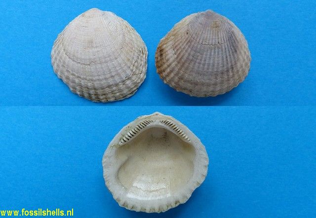 Glycymeris acuticostata