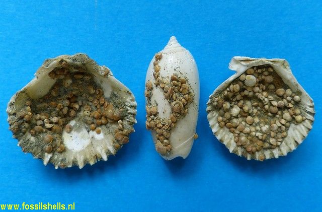 Unidentified Foraminifera
