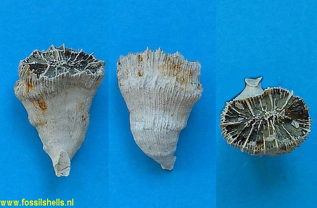 Unidentified Cnidaria