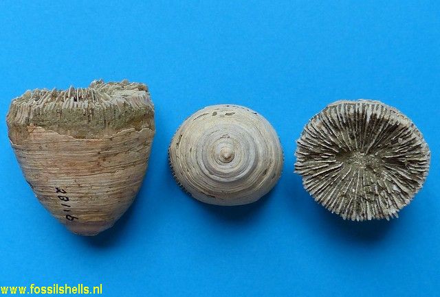 Unidentified Cnidaria