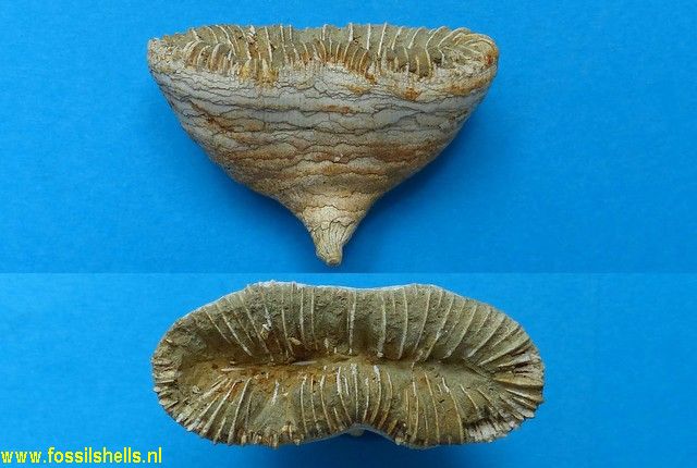Unidentified Cnidaria