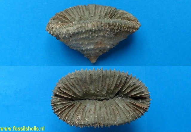 Unidentified Cnidaria