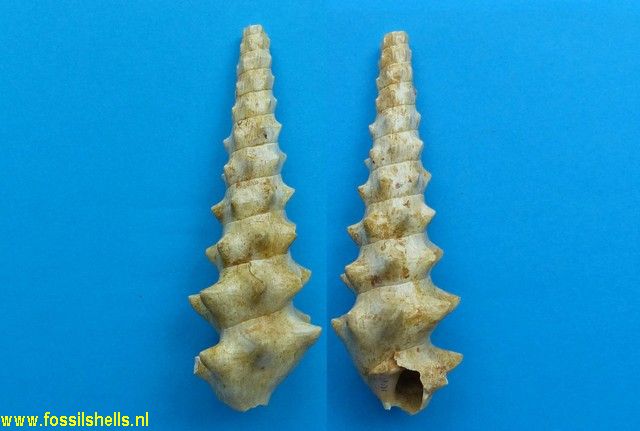 Melanatria pyreniformis