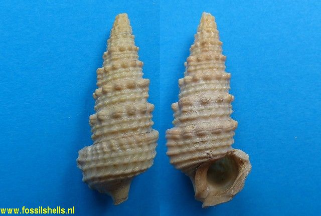 Terebralia labiata