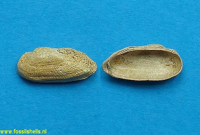 Barbatia cylindracea