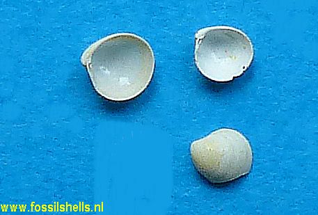 Lutetia deficiens