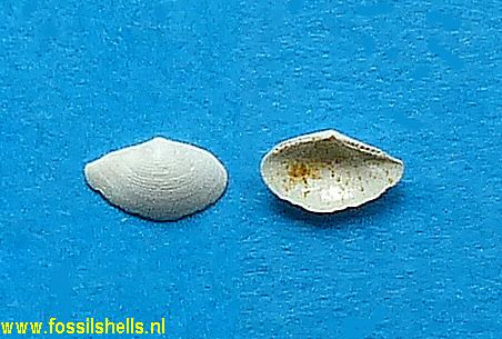 Nuculana galeottiana