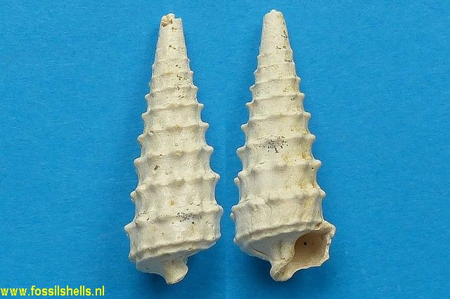 Serratocerithium denticulatum