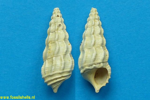 Cerithium lamellosum