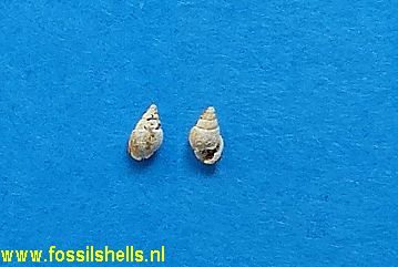 Ringicula species